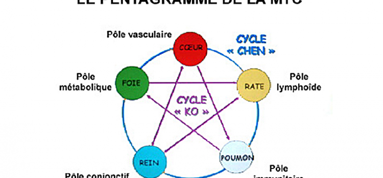 Régulation des organes-éléments