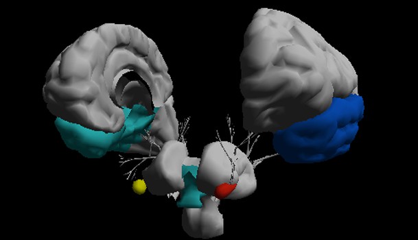 Régulation neuro-endocrine